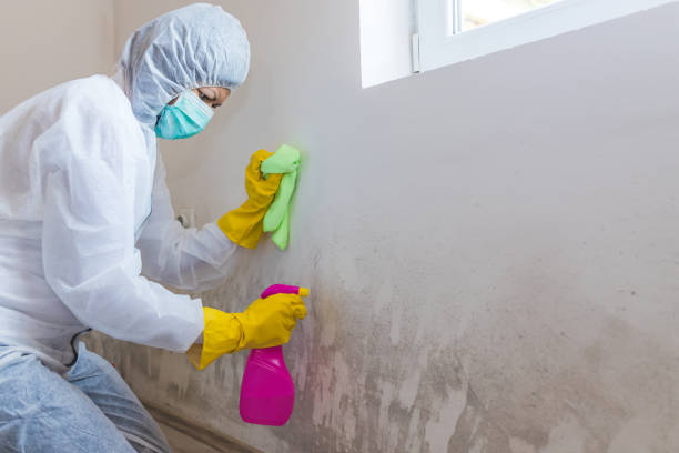 Best Mold Prevention Services in Oak Leaf, TX