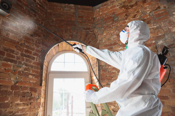 Best Asbestos and Lead Testing During Mold Inspection in Oak Leaf, TX